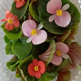 Лист микрозелени бегонии, 1 шт.